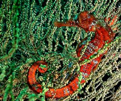 Seahorse in Galapagos....... by Jeannette Howard 